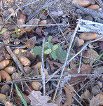quercia piccola