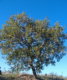 quercia