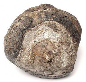 ambra grisea