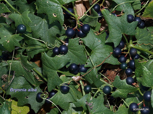 bryonia alba bryonia alba