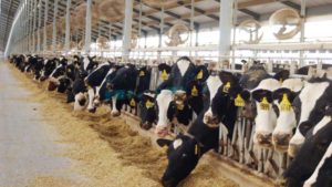  E. Coli 0104:H4 e allevamenti intensivi