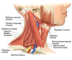 muscoli