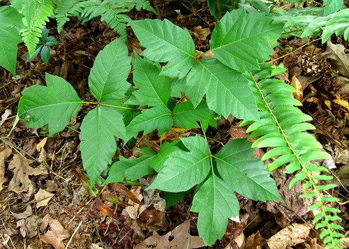 Edera velenosa