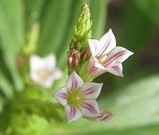 spigelia2