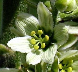 Veratrum album