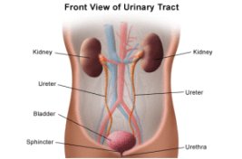 urinario1