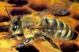 [honey bee]