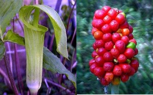 [Arum Triphyllum]
