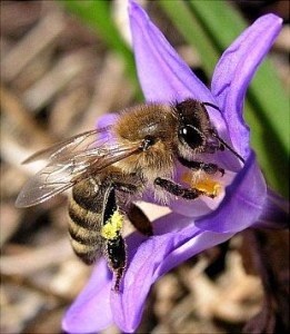 [apis]