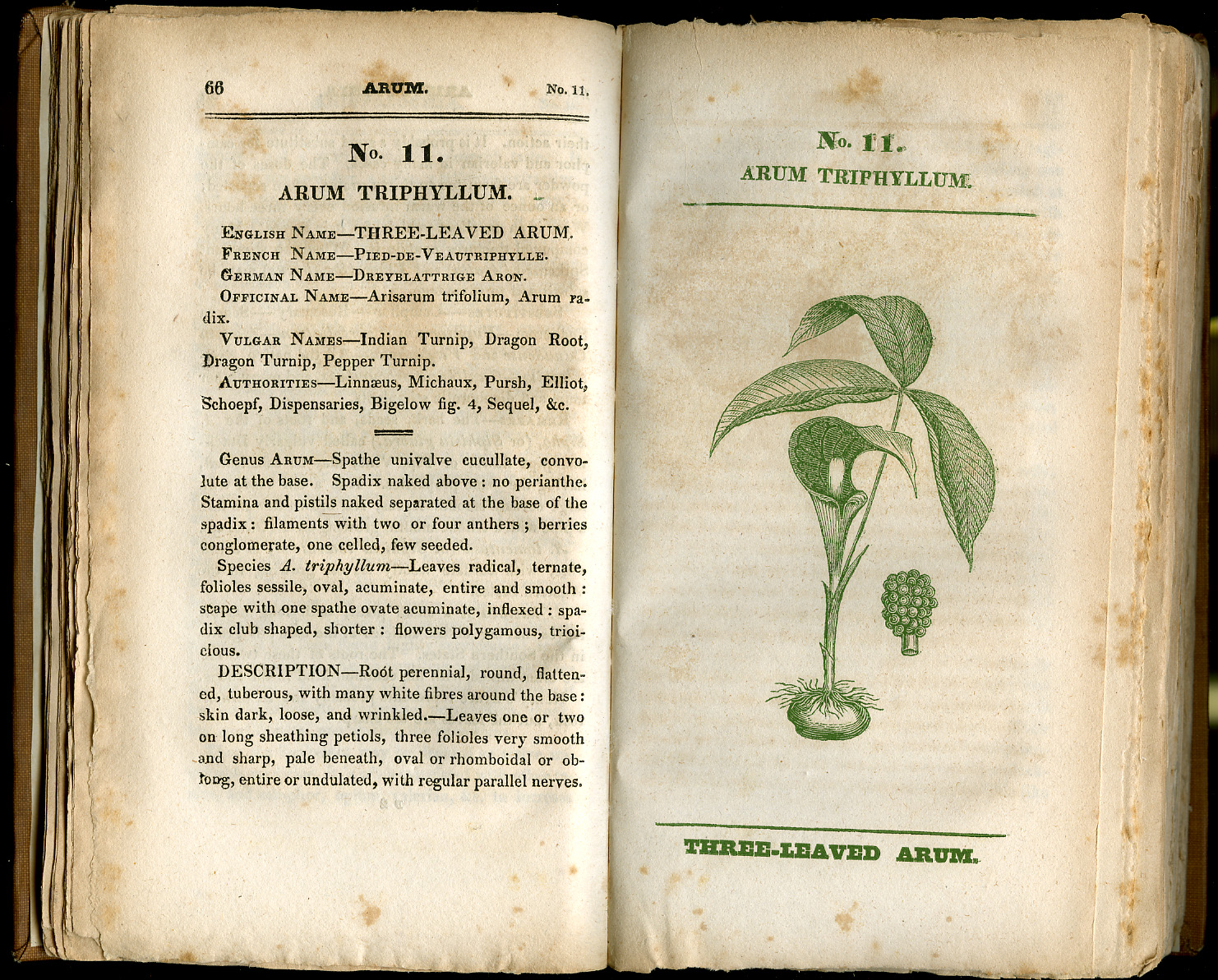 [Arum Triphyllum]