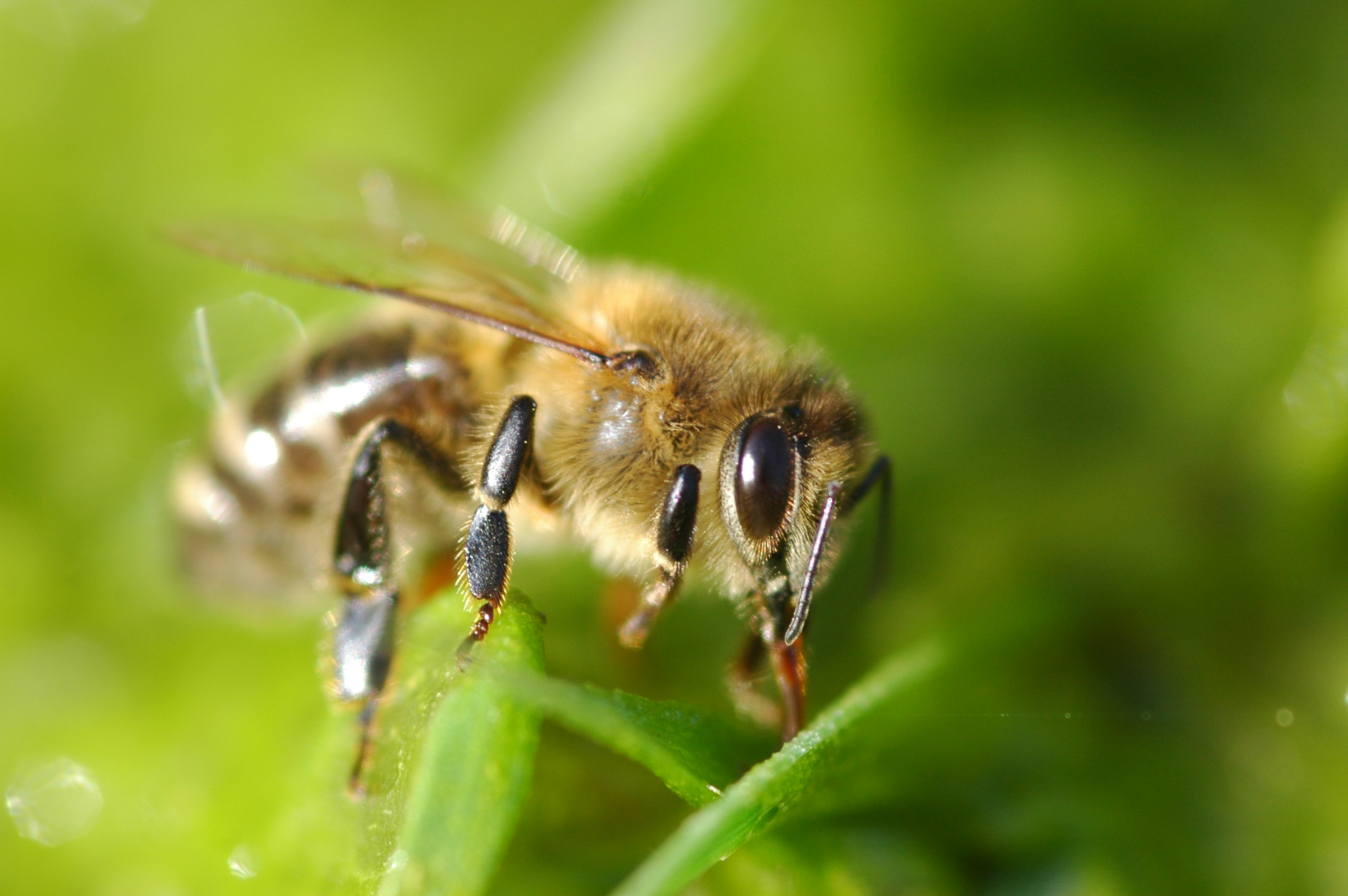 Best apis. АПИС меллифика. Дикая медоносная пчела. APIS mellifica (пчела медоносная) гомеопатия. Гималайская медоносная пчела.