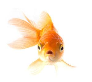 pesce_rosso