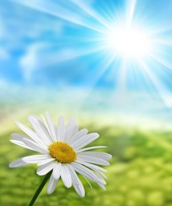 i petali si schiudono alla luce del sole