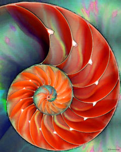 nautilus