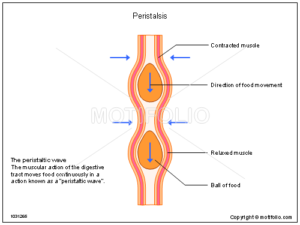 peristalsi